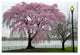 CATeyes 'Cherry Tree' Canvas Art, 22x32