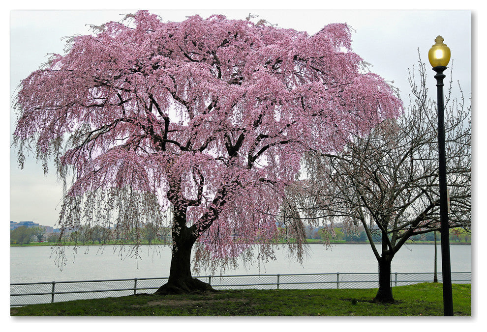 CATeyes 'Cherry Tree' Canvas Art, 22x32