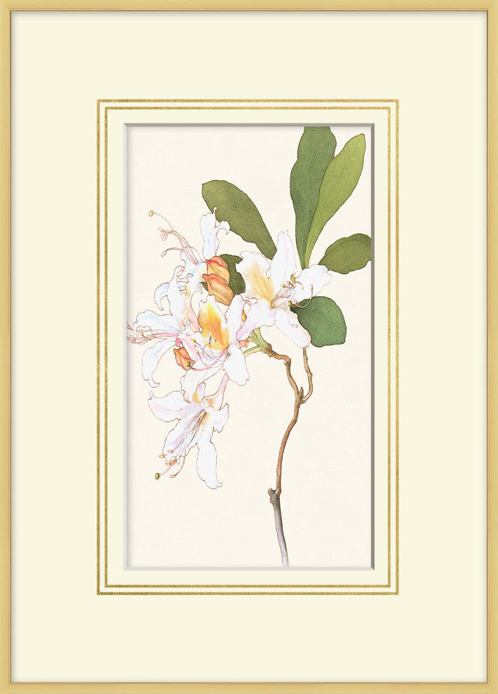 Blooming Study 7, Giclee Reproduction Artwork