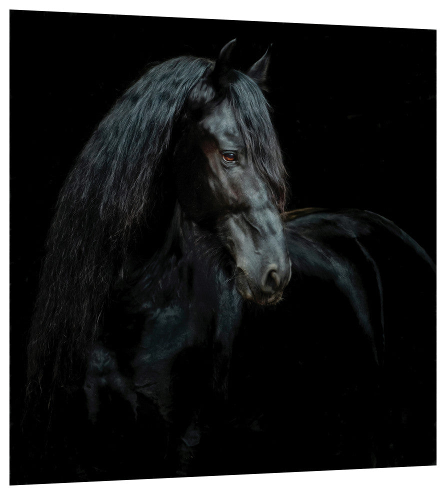 "Black Equine Attraction" Frameless Free Floating Tempered Glass Panel Wall Art