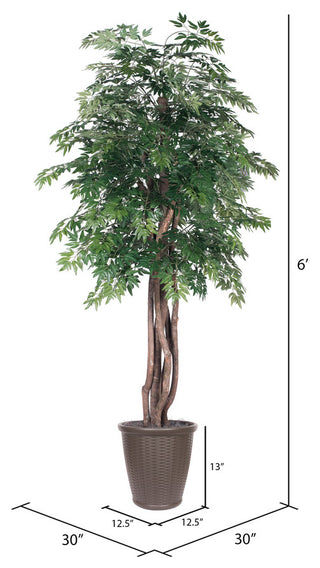 Vickerman 6' Artificial Ming Aralia Tree, Brown Round Plastic Container