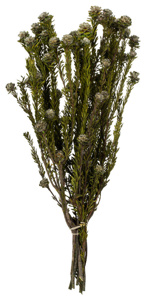 all Natural Tortum Bundle, Female, Preserved , Natural White, 12-18"
