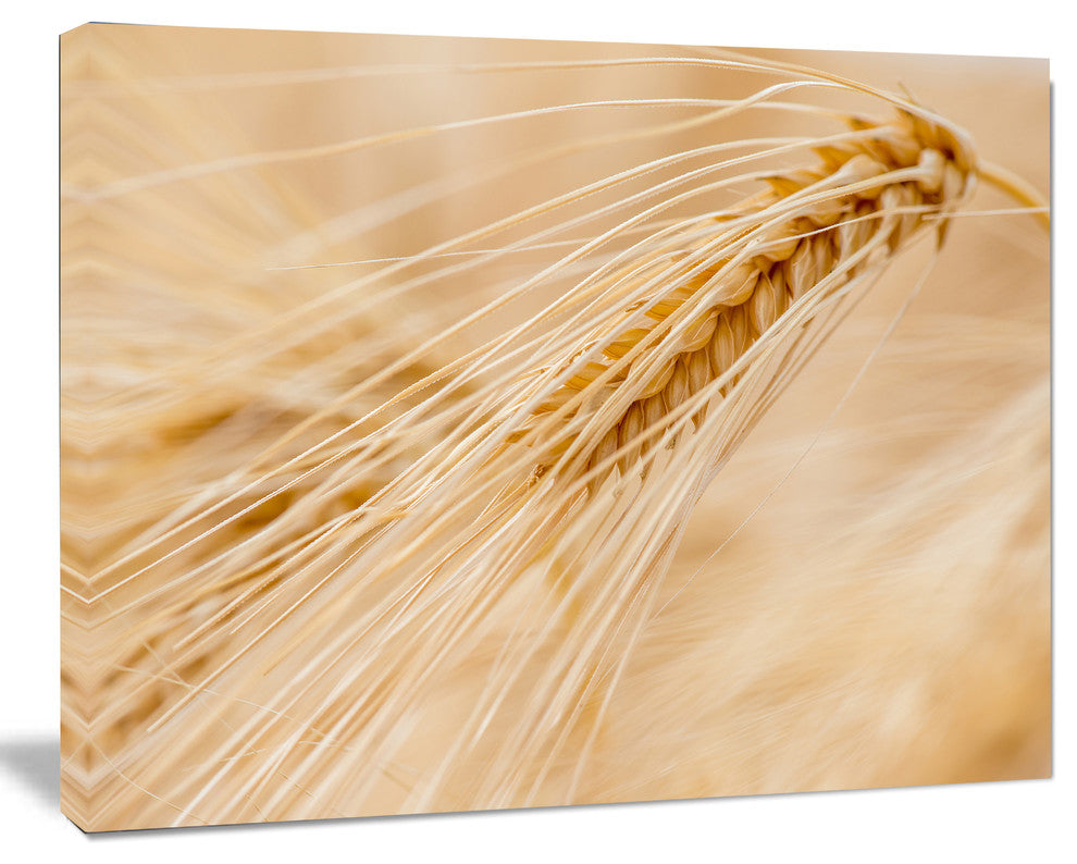 Cereal Plants Barley, Floral Canvas Art Print, 20"x12"