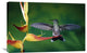 "Scaly-Breasted Hummingbird Near A Heliconia Flower, Costa Rica" Artwork