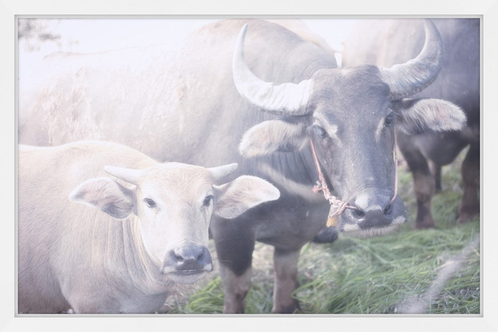Marmont Hill, "Curious Bovines" Framed Painting Print, 24x16