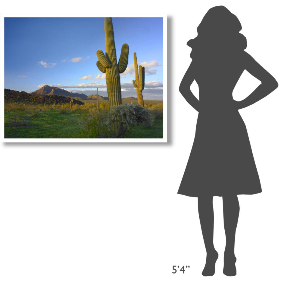 "Saguaro and Teddybear Cholla, Picacho Peak State Park" Paper Art, 42"x32"