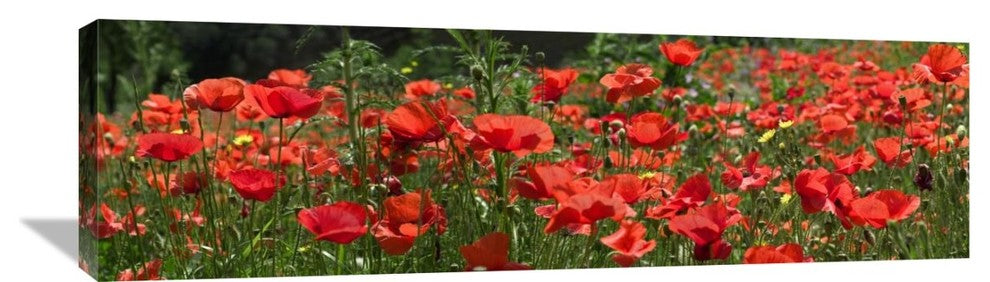 "Red Poppy Field, Europe" Artwork, 40" x 11.6"