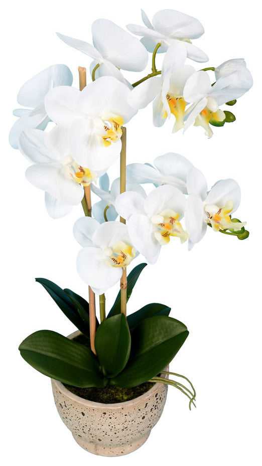 Vickerman 23" White Phal in Pot Real Touch