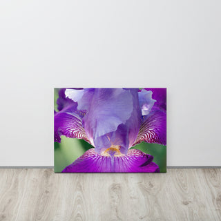Glowing Iris Floral Nature Photography Canvas Wall Art Print, 18" X 24"