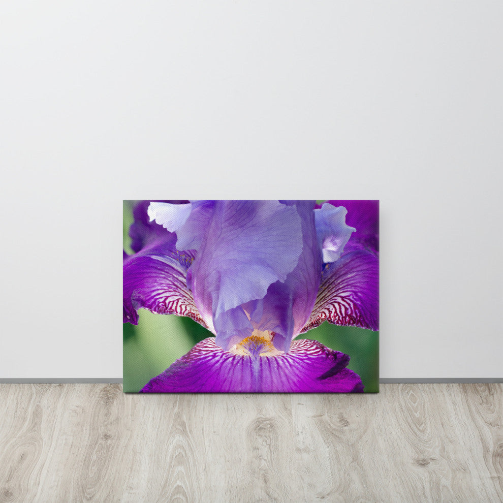 Glowing Iris Floral Nature Photography Canvas Wall Art Print, 18" X 24"