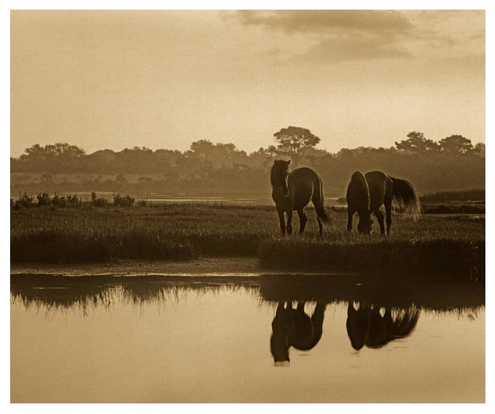 "Wild Horses grazing, Assateague Island National Seashore" Paper Art, 18"x14"