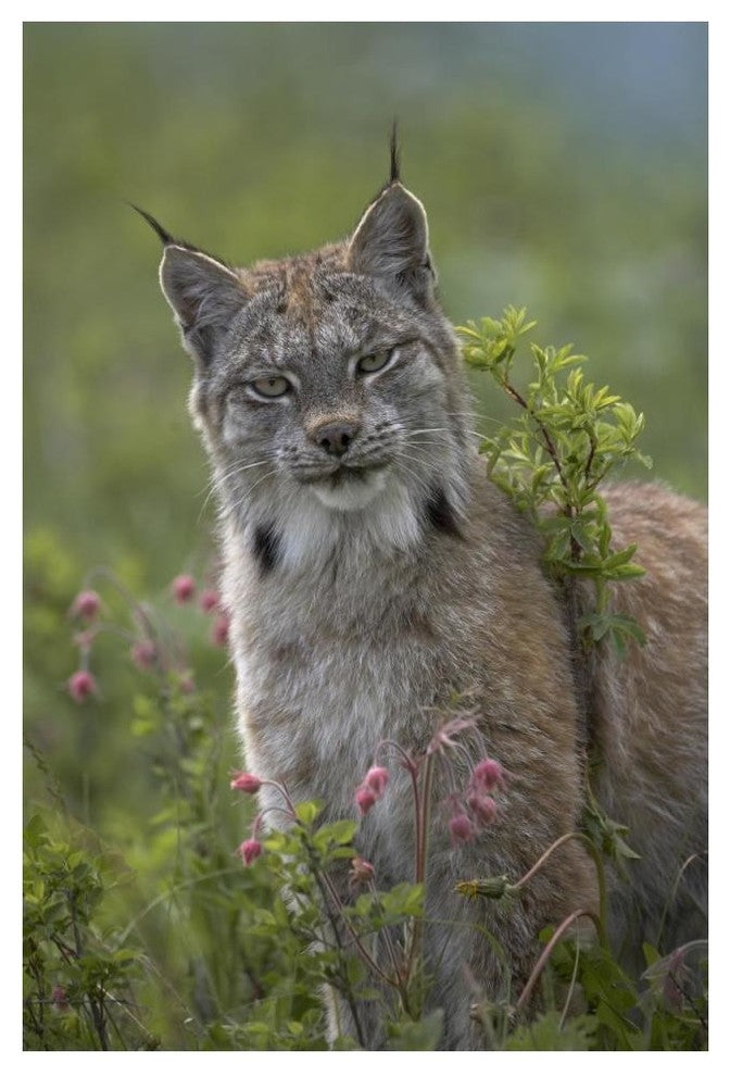 "Canada Lynx portrait, North America" Paper Print by Tim Fitzharris, 34"x50"