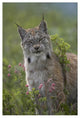 "Canada Lynx portrait, North America" Paper Print by Tim Fitzharris, 34"x50"