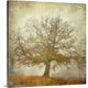 "Textured Tree " Wrapped Canvas Art Print, 24"x24"x1.5"