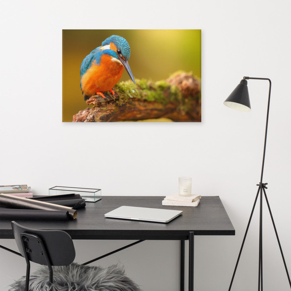 Kingfisher Bird on Perch 2 Animal Wildlife Photo Canvas Wall Art Prints, 24" X 36"