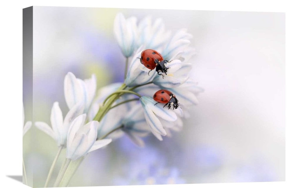 "Ladybirds" Stretched Canvas Giclee by Ellen Van Deelen, 22x15"