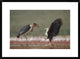 African Fish Eagle Quarreling With Marabou Stork Kenya, 30"x22"