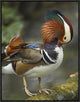 Mandarin Duck Male Preening, Jurong Bird Park, Singapore, 18"x24"