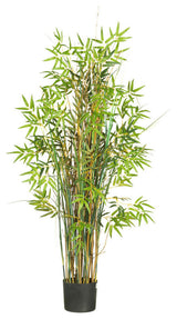 5' Bamboo Grass Silk Plant