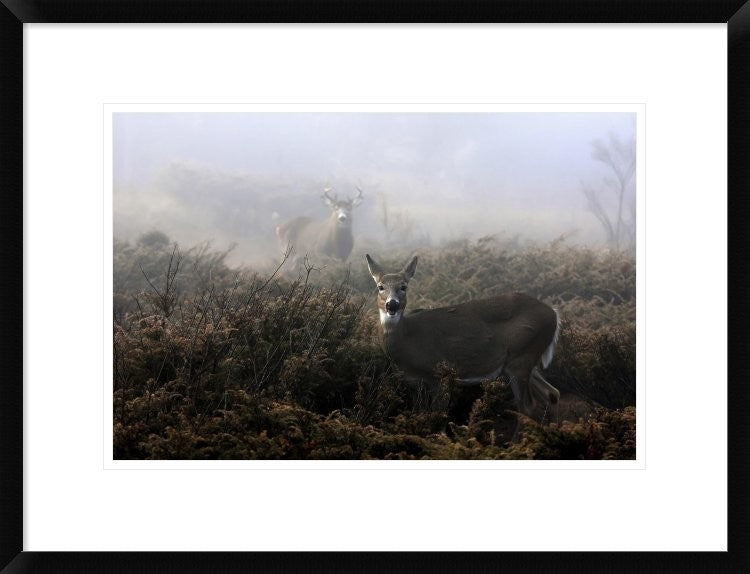 "The Rut In On White-Tailed Deer" Framed Digital Print by Jim Cumming, 26"x20"