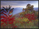 Staghorn Sumac In Autumn, Blue Ridge Mountain Range, Virginia, 24"x18"