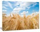 Barley Field under Blue Sky, Landscape Canvas Art Print, 20"x12"