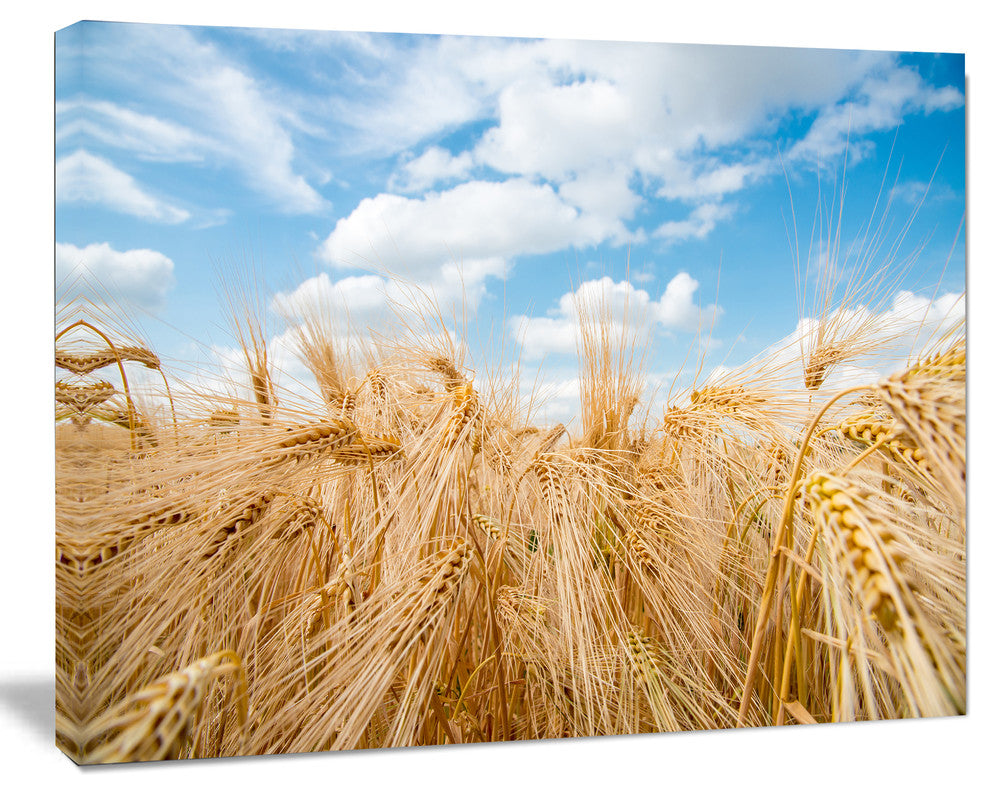 Barley Field under Blue Sky, Landscape Canvas Art Print, 20"x12"