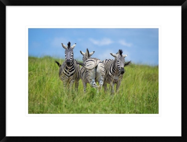 "Curious / Annoyed / Curious" Framed Print by Andreas Feldtkeller, 26"x20"