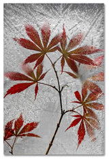 Secundino Losada 'Red Maple' Canvas Art, 16x24