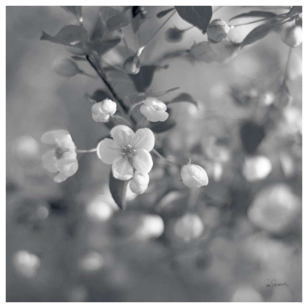 "Blush Blossoms I Square BW" Digital Paper Print by Sue Schlabach, 38"x38"