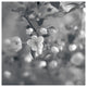 "Blush Blossoms I Square BW" Digital Paper Print by Sue Schlabach, 38"x38"