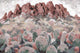 "Cactus in Red Rock" Painting Print on Wrapped Canvas, 36x24