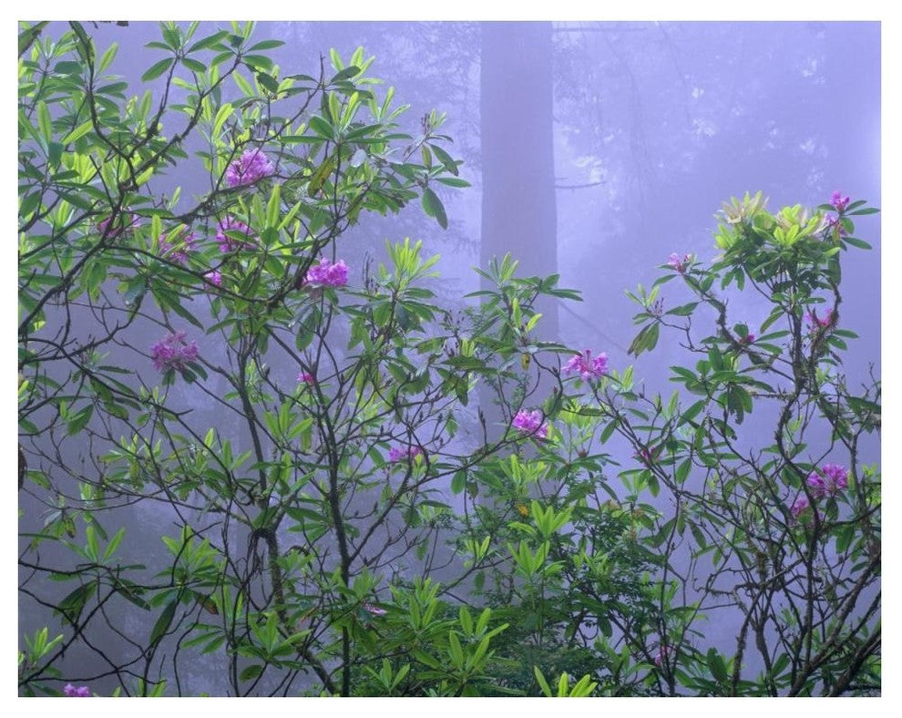"Pacific Rhododendrons in redwood forest, Del Norte Coast" Paper Art, 50"x38"