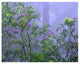 "Pacific Rhododendrons in redwood forest, Del Norte Coast" Paper Art, 50"x38"