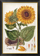 "Sunflower" Framed Canvas Giclee by John Miller, 30"x42"