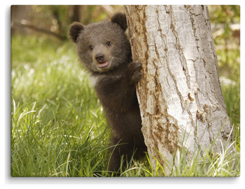 Baby Grizzly Bear Cub Behind Tree In Meadow Wildlife Photo Canvas Wall Art Print, 18" X 24"