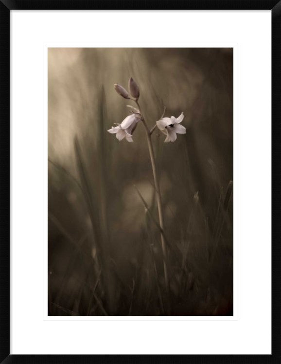 "A Small Flower On The Ground" Framed Digital Print by Allan Wallberg, 23"x30"