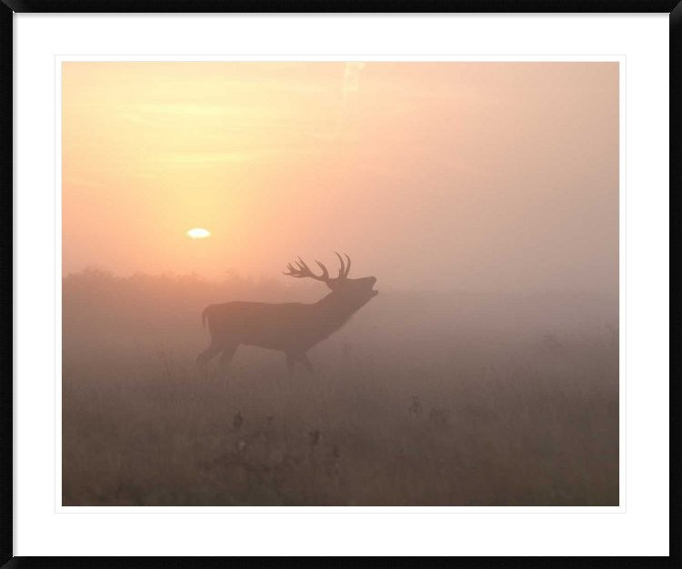 "Misty Morning Stag" Framed Digital Print by Greg Morgan, 44x36"
