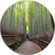 Arashiyama Bamboo Path Japan, Forest Round Wall Art, 23"