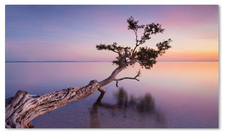 'Water Tree XV' Canvas Art by Moises Levy