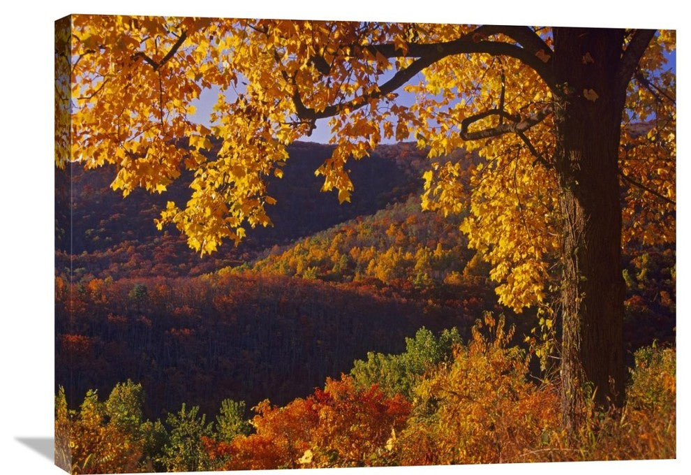 "Autumn Deciduous Forest, Shenandoah National Park, Virginia" Artwork, 32" x 24"