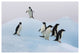 "Adelie Penguin standing on iceberg, Paulet Island" Paper Art, 26"x18"