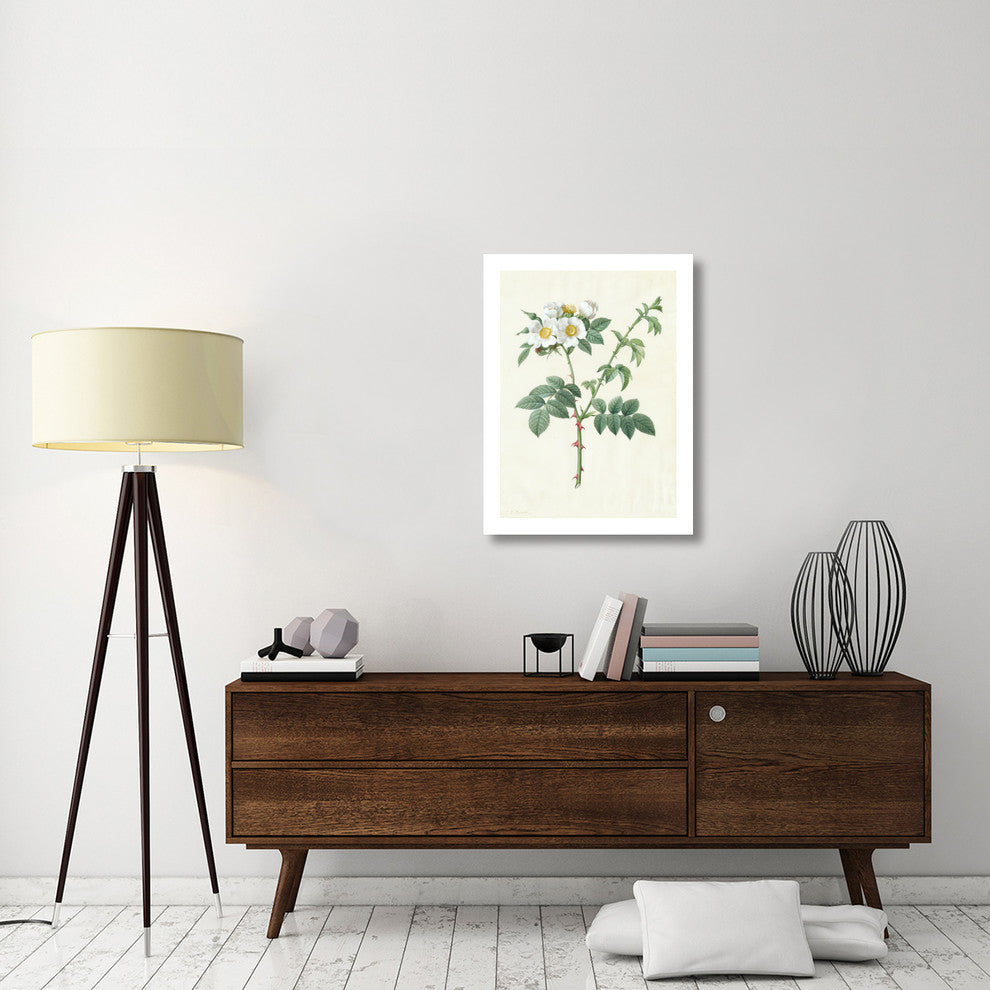 "Rosa Leucantha, 1817ï¿½1824" Paper Print by Pierre Joseph Redoutï¿½, 23"x32"