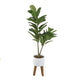 46"œ Fiddle-Leaf In 8"� Roman Cement Pot On Wood Stand
