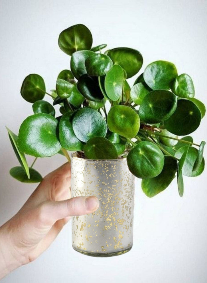 3.5in x 6in Silver Cylinder