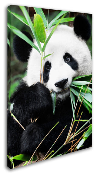 Philippe Hugonnard 'Giant Panda I' Canvas Art, 19"x12"