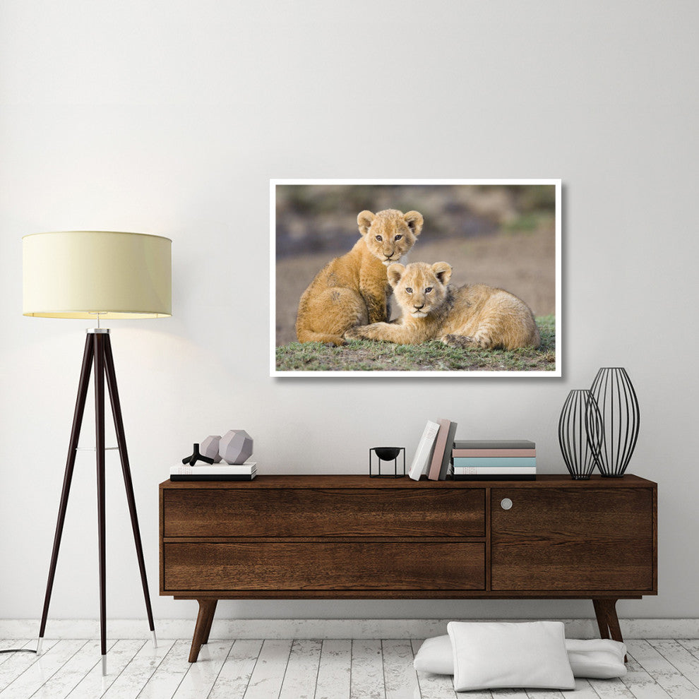 "African Lion cubs, vulnerable, Masai Mara National Reserve" Paper Art, 50"x34"