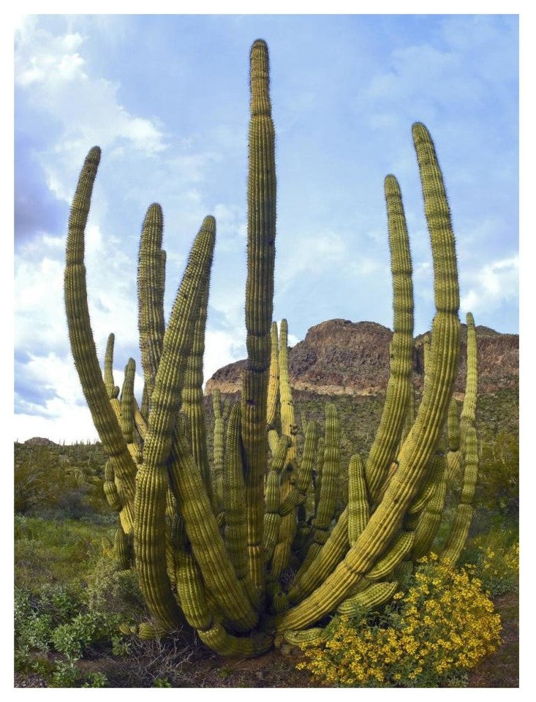 "Organ Pipe Cactus Arizona" Digital Paper Print by Tim Fitzharris, 32"x42"