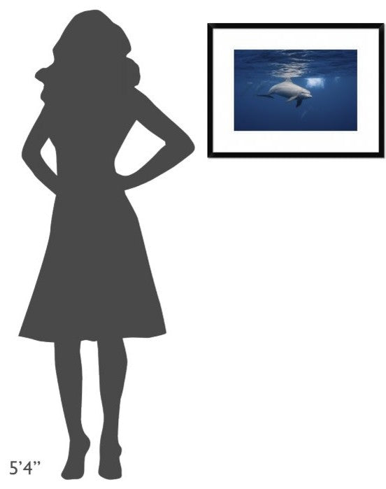 "Curious Dolphin" Framed Digital Print by Barathieu Gabriel, 26"x20"