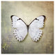 "French Butterfly II" Digital Paper Print by Debra Van Swearingen, 26"x26"